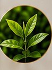 Green Tea Extract